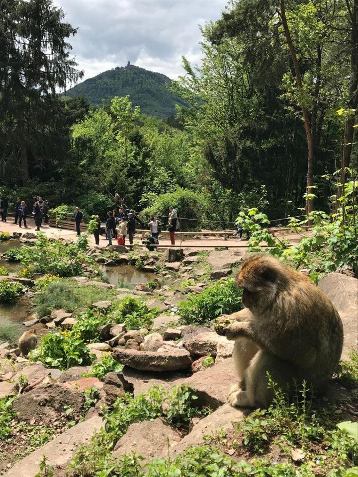 Au Pied Du Chateau Orschwiller Kültér fotó